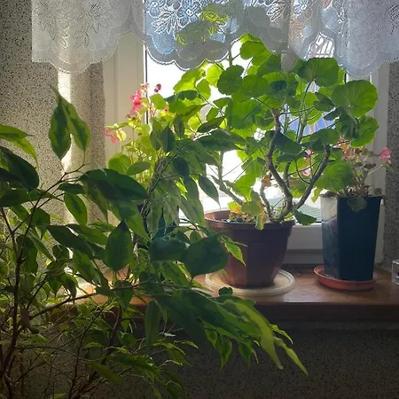 Paula مزرعة للإقامة موشينا